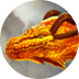 Path of Dragons